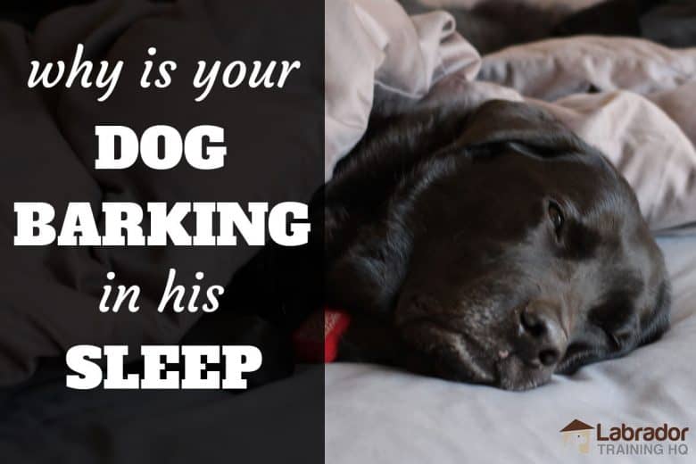 Why Is Your Dog Barking In Their Sleep