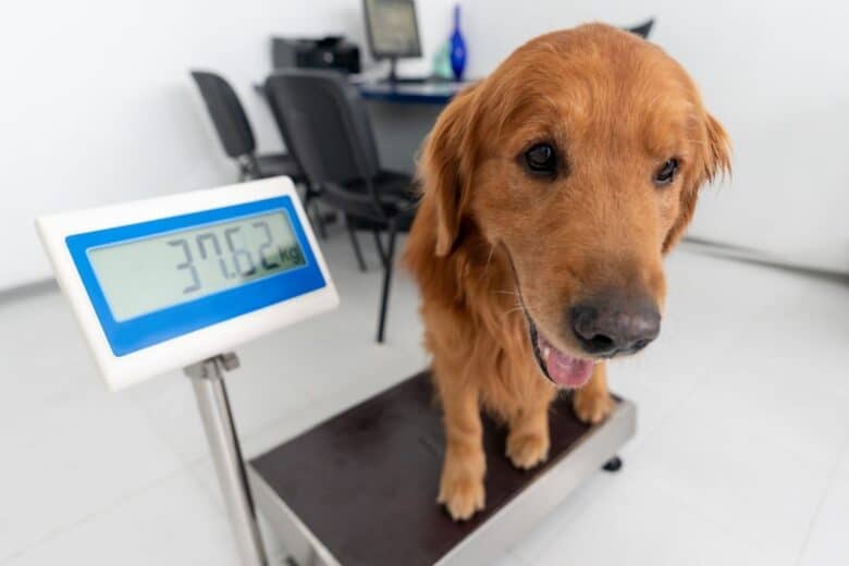 golden retriever sitting on a scale getting weight checked.