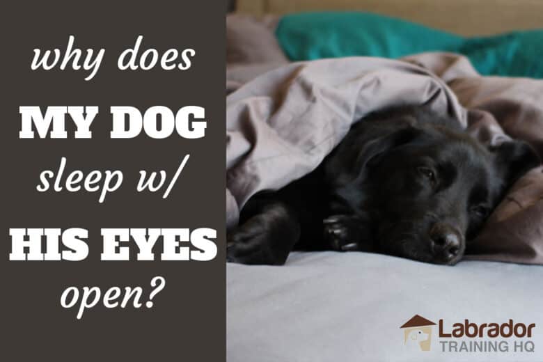 Why Does My Dog Sleep With His Eyes Open? - black lab sleeping on the bed with his eyes slightly opened.
