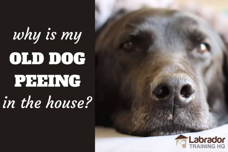 Why Is My Old Dog Peeing In The House Labradortraininghq