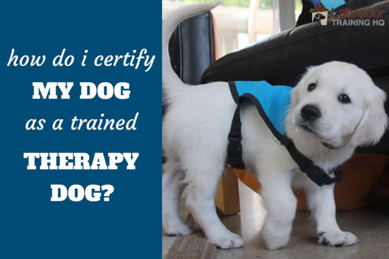 How Do I Certify My Dog As A Trained Therapy Dog? - White puppy wearing blue therapy dog training vest.