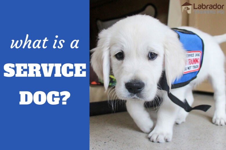 What Is A Service Dog? - White Golden Retriever puppy walking towards camera wearing blue service dog in training vest.