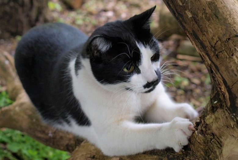 Image of a cat climbing and scratching a real tree