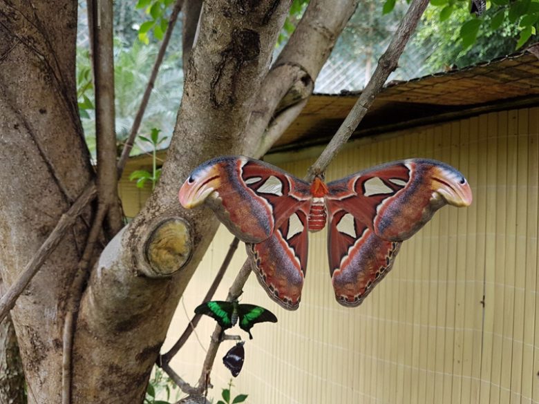 Papiliorama Kerzers
