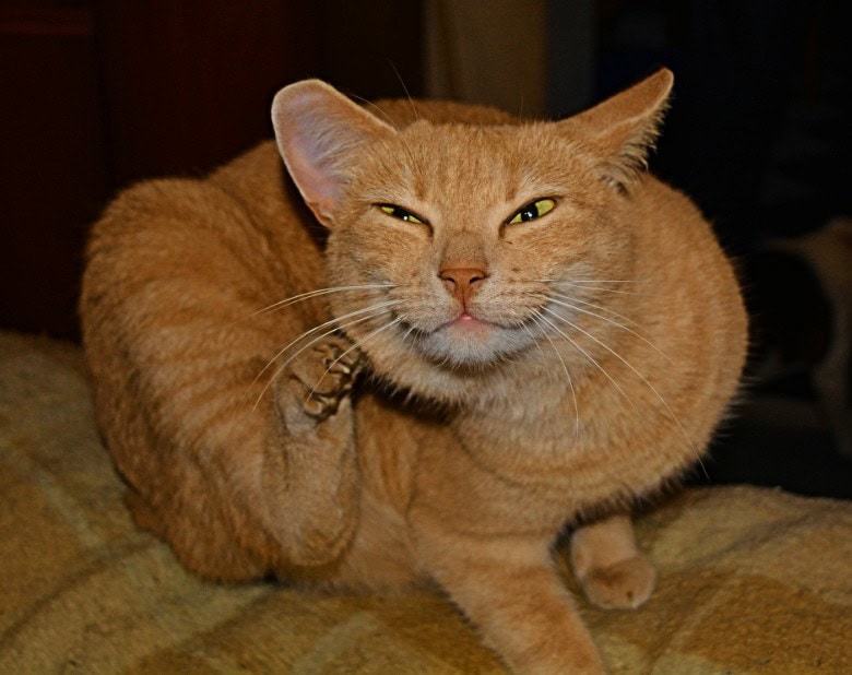 Photo of a cat with fleas scratching