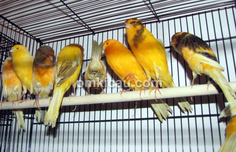 Kenari Yorkshire impor