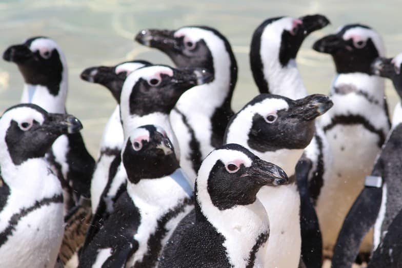 website design blue dolphin business development penguins