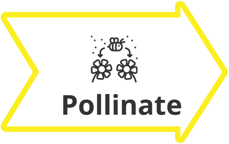 Pollination