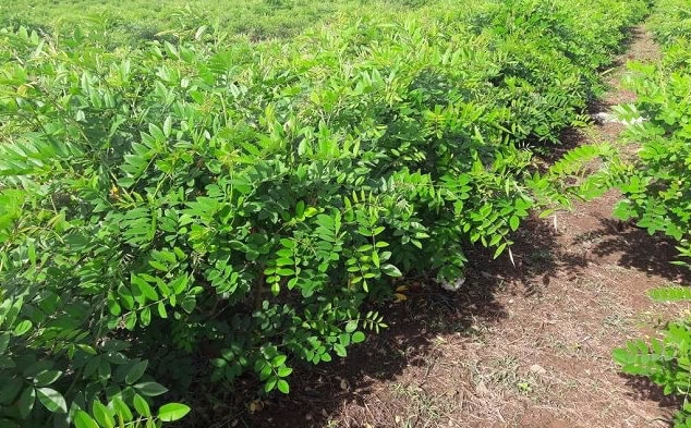 lahan indigofera