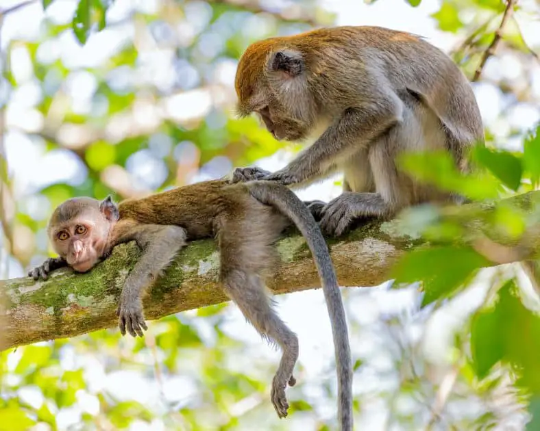Die 10 schönsten Aktivitäten in Akumal, Mexiko 4 Akumal Monkey Sanctuary