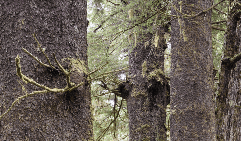 Tongass National Forest © Crossroads Photography