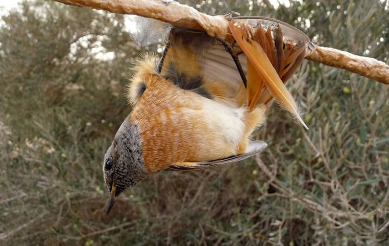 Burung mungil yang terjerat getah lem ini kemudian akan menjadi hidangan untuk para turis dan penduduk sekitar