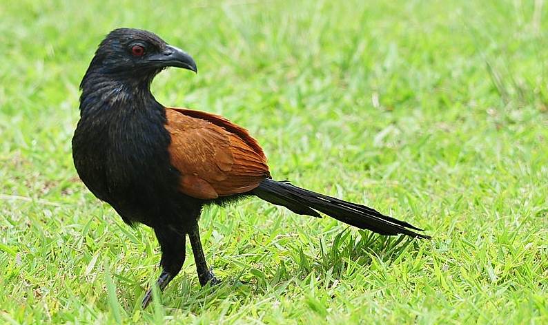 Burung bubut besar (Greater Coucal)