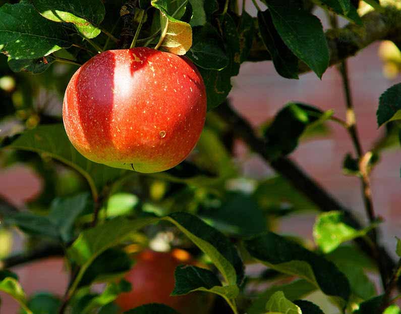 Processoptimering | Plocka de lågt hängande frukter tillsammans med Your Missing Link Processoptimering | Plocka de lågt hängande frukter tillsammans med Your Missing Link