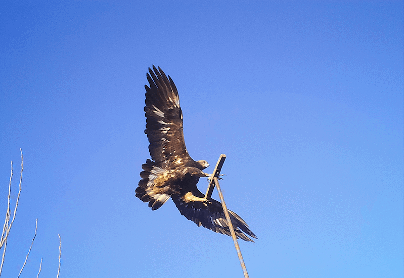 Golden Eagle © Sara Kross