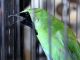 suara burung cucak ijo