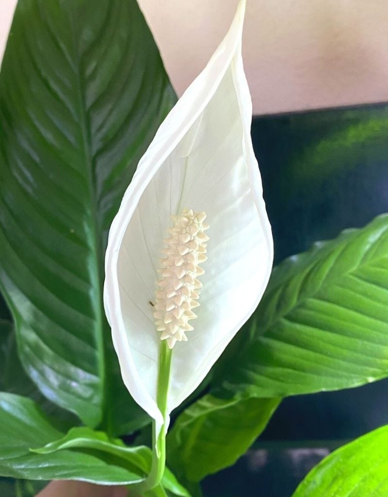peace lily bloom