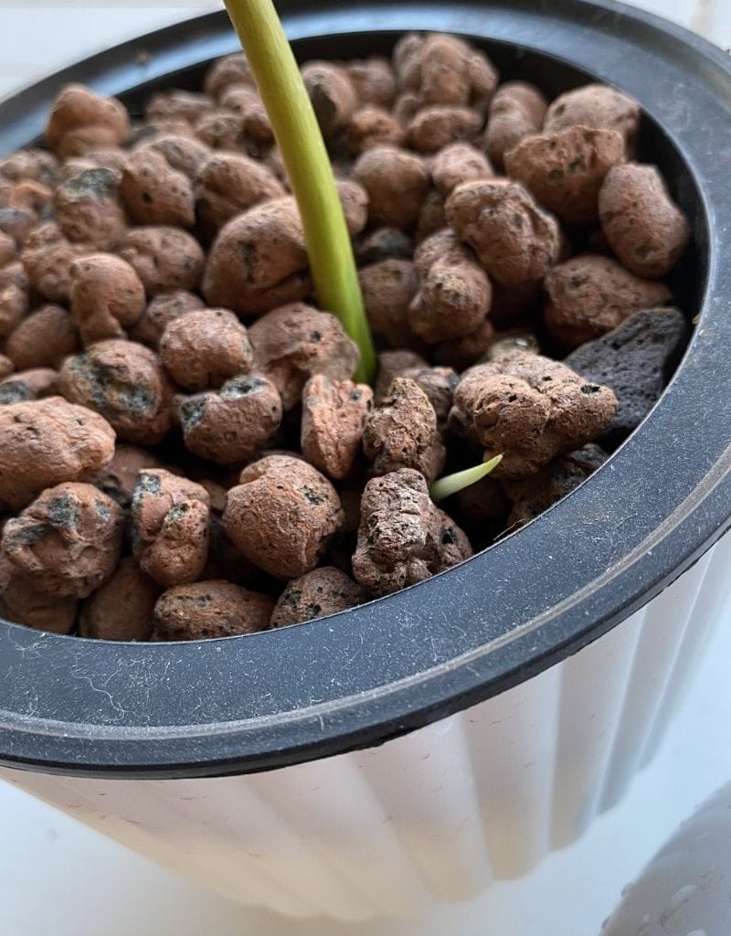 philodendron golden dragon propagation