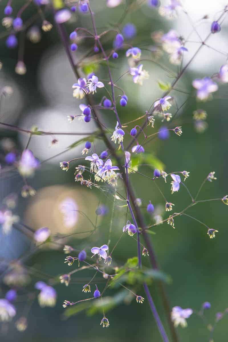 Wiesenraute