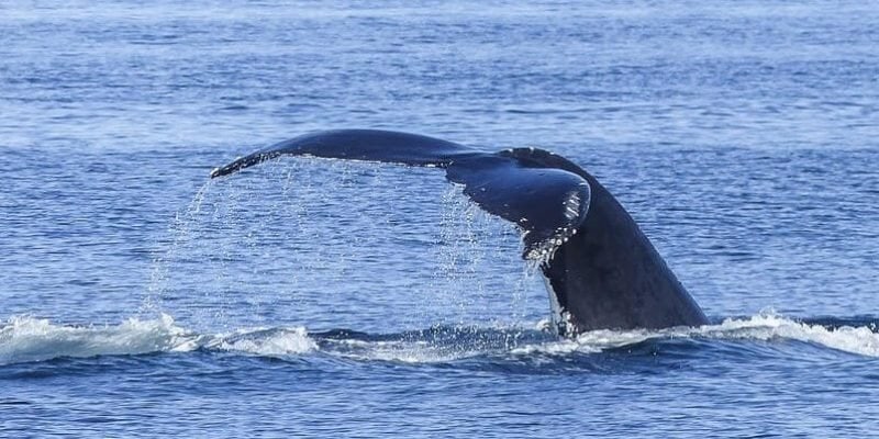 Best Whale Watching Tours In Cape Town, South Africa