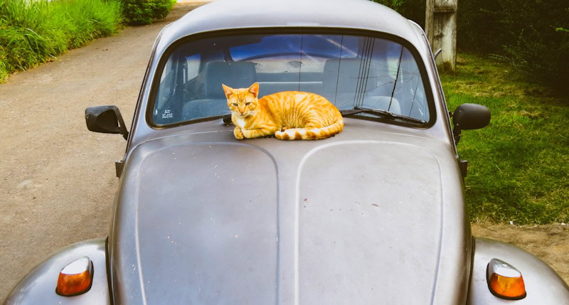 image of a cat laying on an old, stylish car during a trip