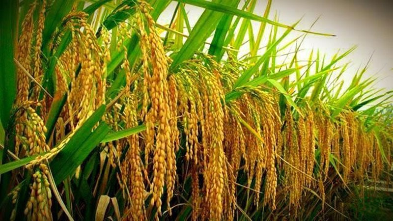 rice cultivation