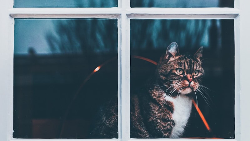 Image of a beautiful cat, carefully staring out of the window