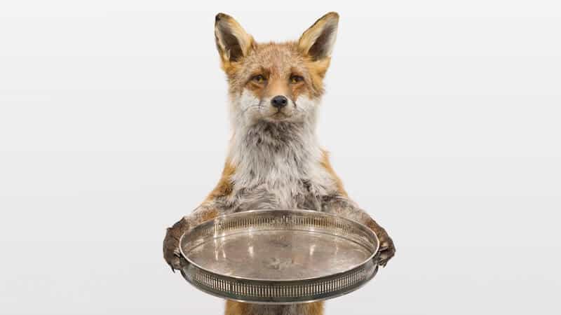 The Fox the Nut and the Bankers Hand