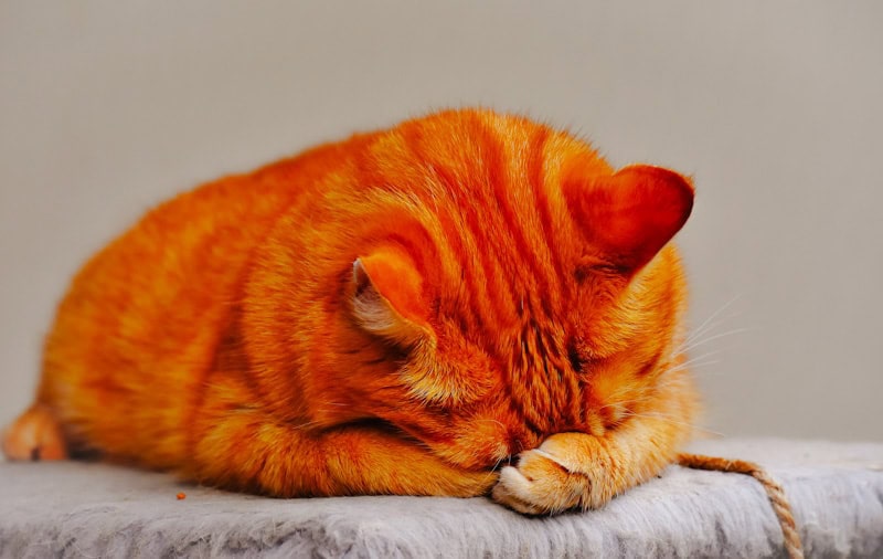 Cat covering from scent of litter