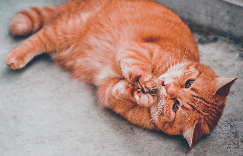 Photo of a cat high on catnip