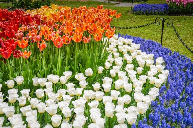 Albany Tulip Festival #NewYork #garden @GetawayMavens
