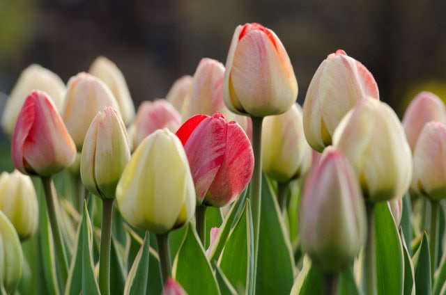 Silverstream, Darwin Hybrid Family #tulip #garden @GetawayMavens