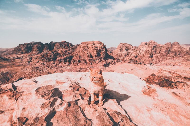 photo of a cat in the desert