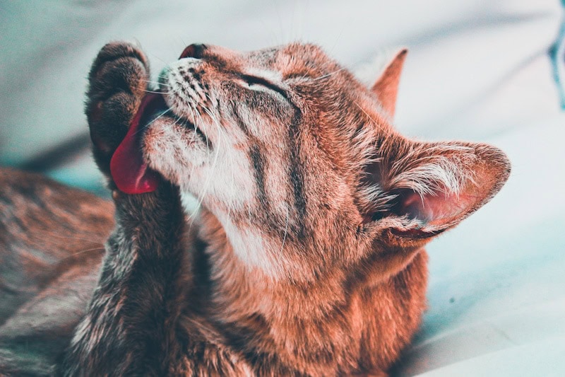 photo of a cat feeling hot and grooming