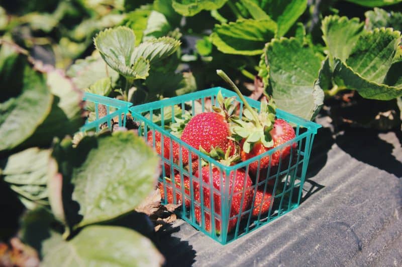 harvest strawberries harvest strawberries