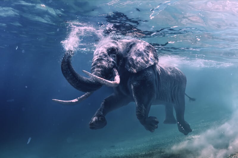 Elephant swimming under water