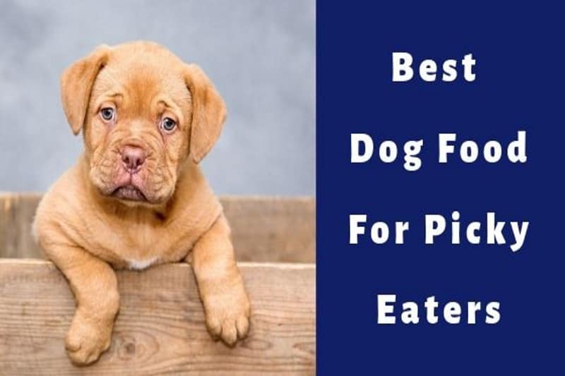 The Best Dog Food For Picky And Fussy Eaters (Dry & Canned!)