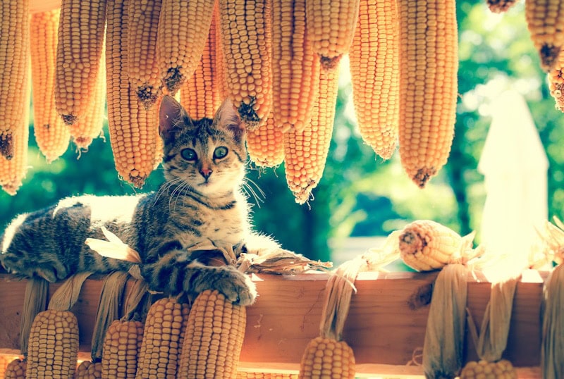 beautiful cat with corn