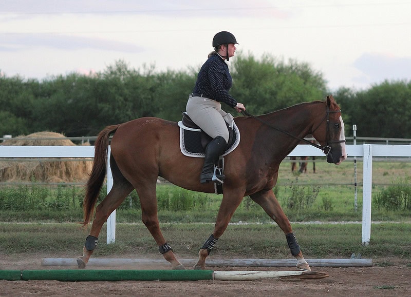 Happy with this trot right now