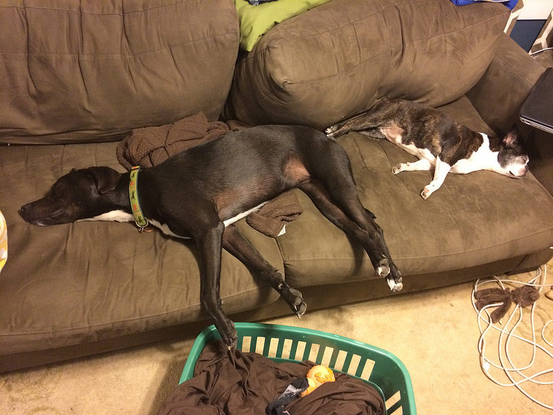 Group naps sponsored by the old brown couch