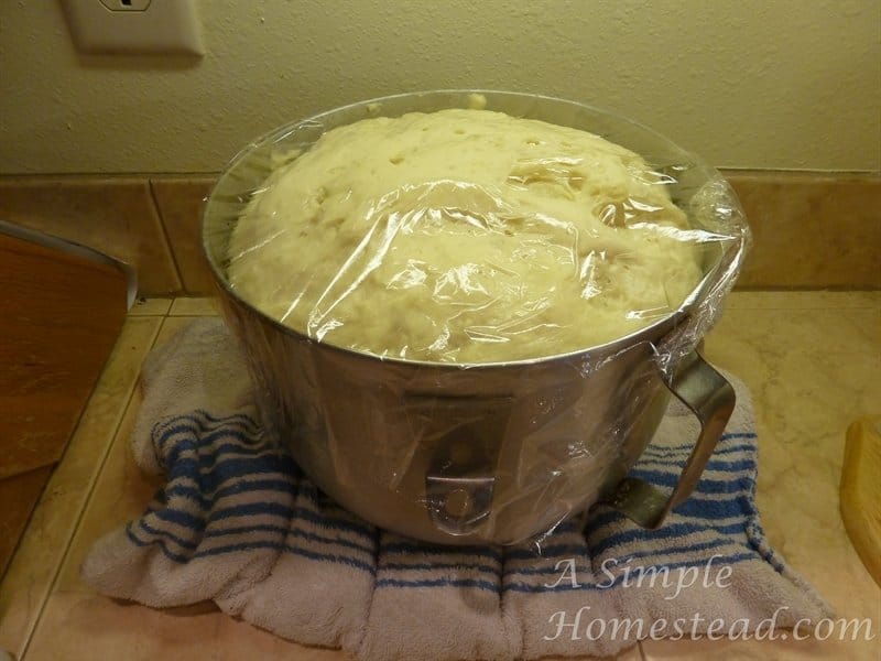 Lion house rolls - the dough has risen!