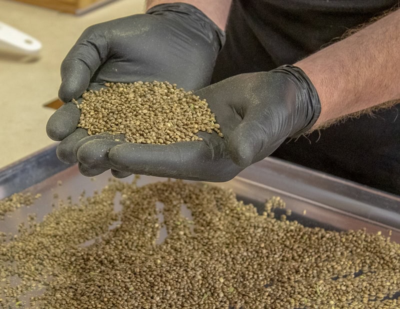 Best Feminized Hemp Seeds from HGH and iHEMPx