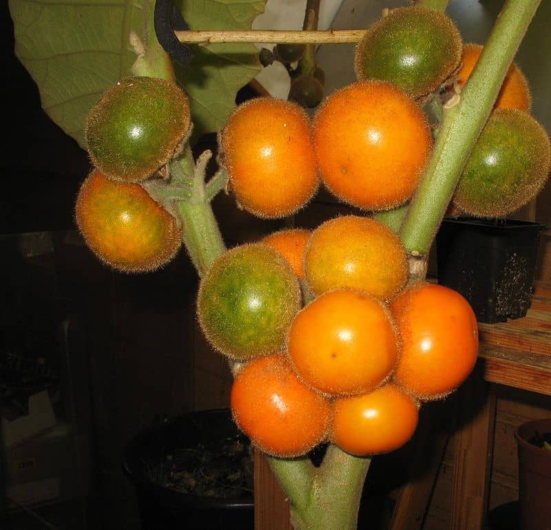 lulo tree