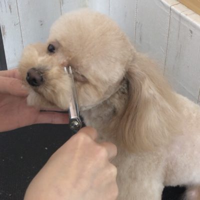 5.5インチのクラウンシザーで目頭のカットをしています