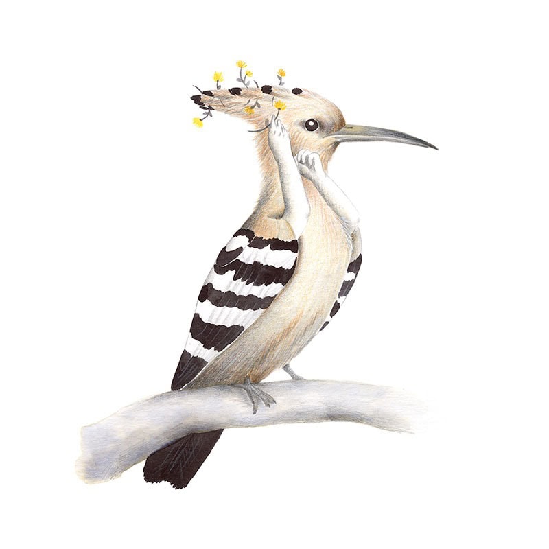Inktober 2017, Mar Villar, ilustracion de paves, ilustracion de pajaro, ilustracion a tinta, bird illustration, hoopoe, abubilla, upupa epops