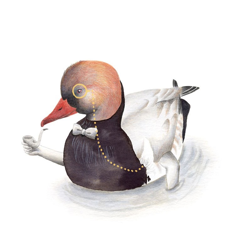 Inktober 2017, Mar Villar, ilustracion de paves, ilustracion de pajaro, ilustracion a tinta, bird illustration, Red crested pochard, pato colorado, netta rufina