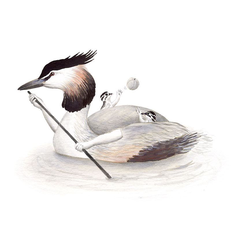 Inktober 2017, Mar Villar, ilustracion de paves, ilustracion de pajaro, ilustracion a tinta, bird illustration, Great crested grebe, somormujo lavanco, podiceps cristatus