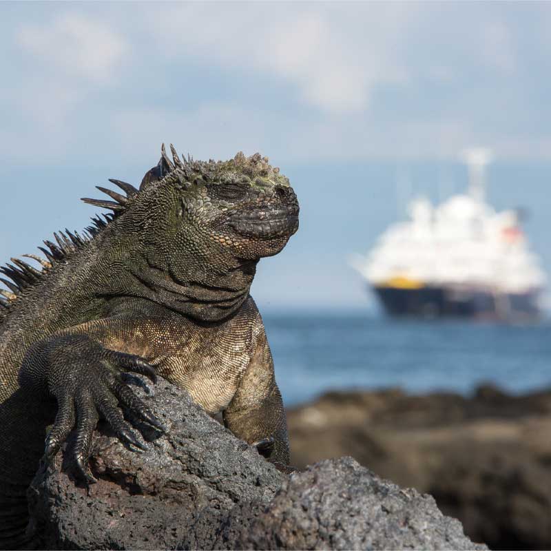 Galapagos