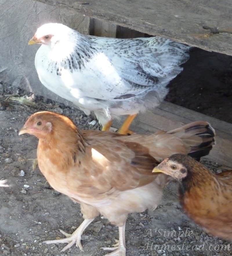 What Do You Call A Pre Teen Chicken A Simple Homestead What Do You Call A Pre Teen Chicken A Simple Homestead