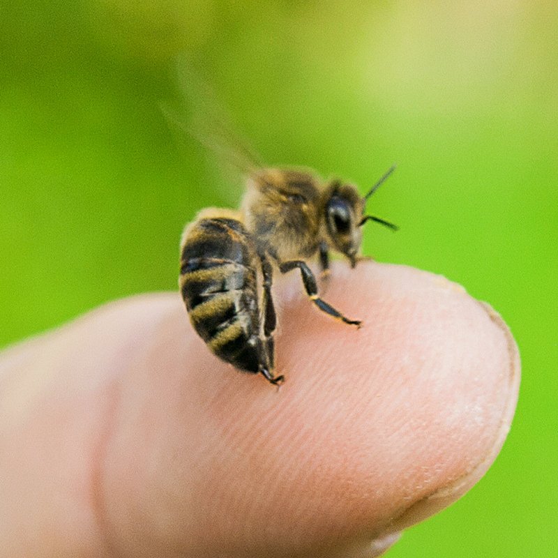 Why Do Honey Bees Sting How To Avoid Stings